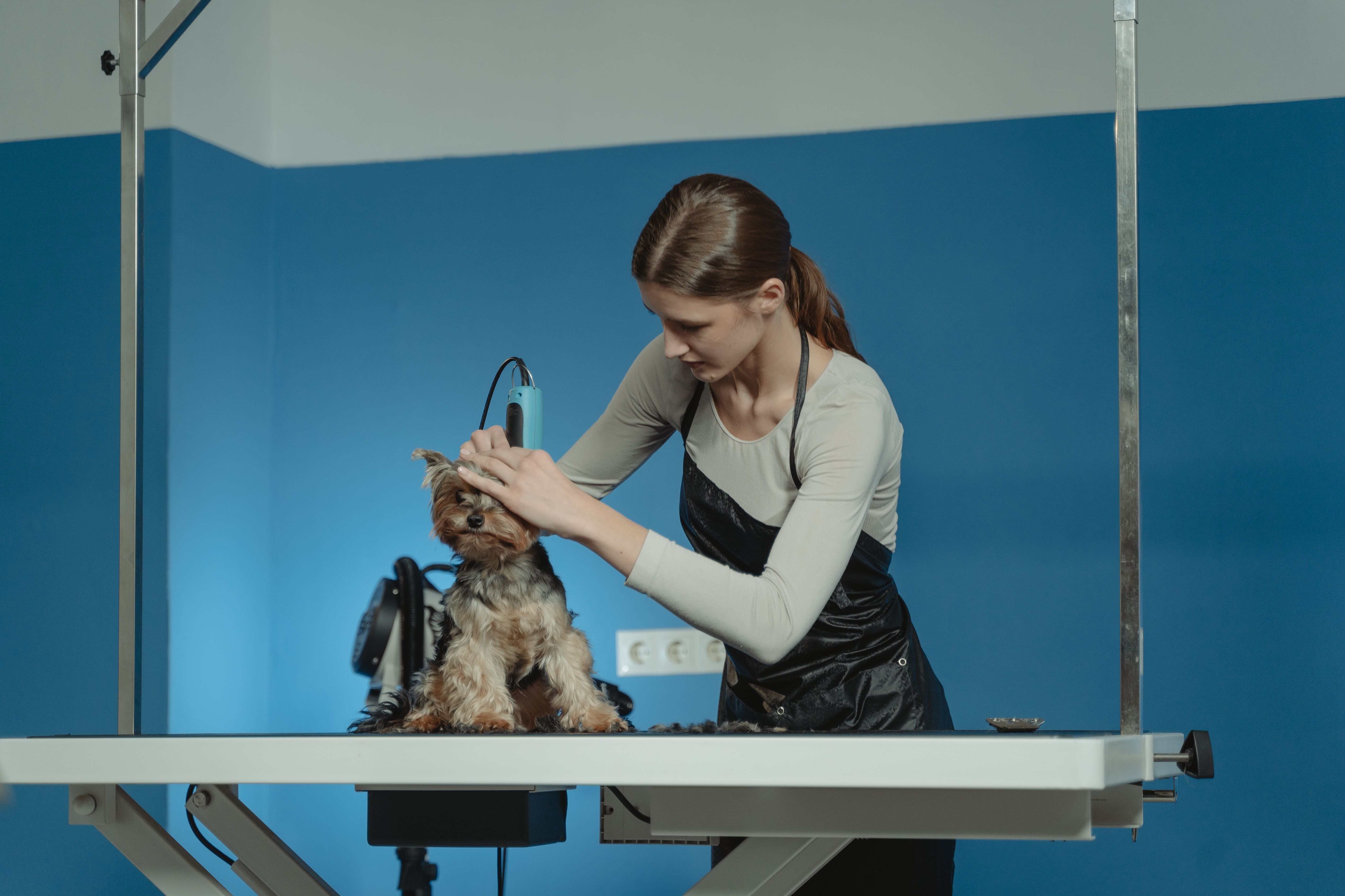 Professional groomer styling a small dog's coat at Top Dog Pet Grooming Salon