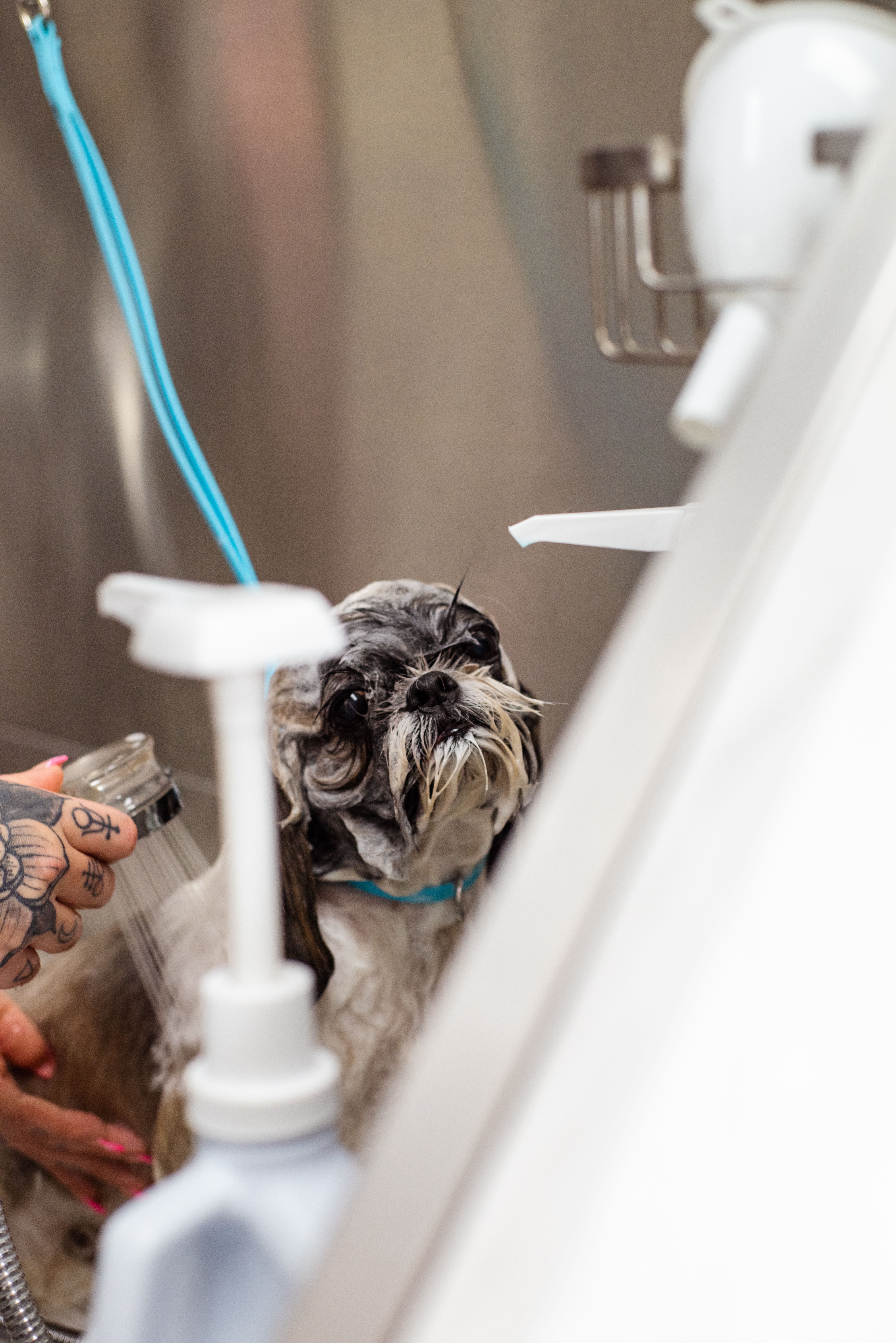 Small dog being professionally bathed in the dog washing station