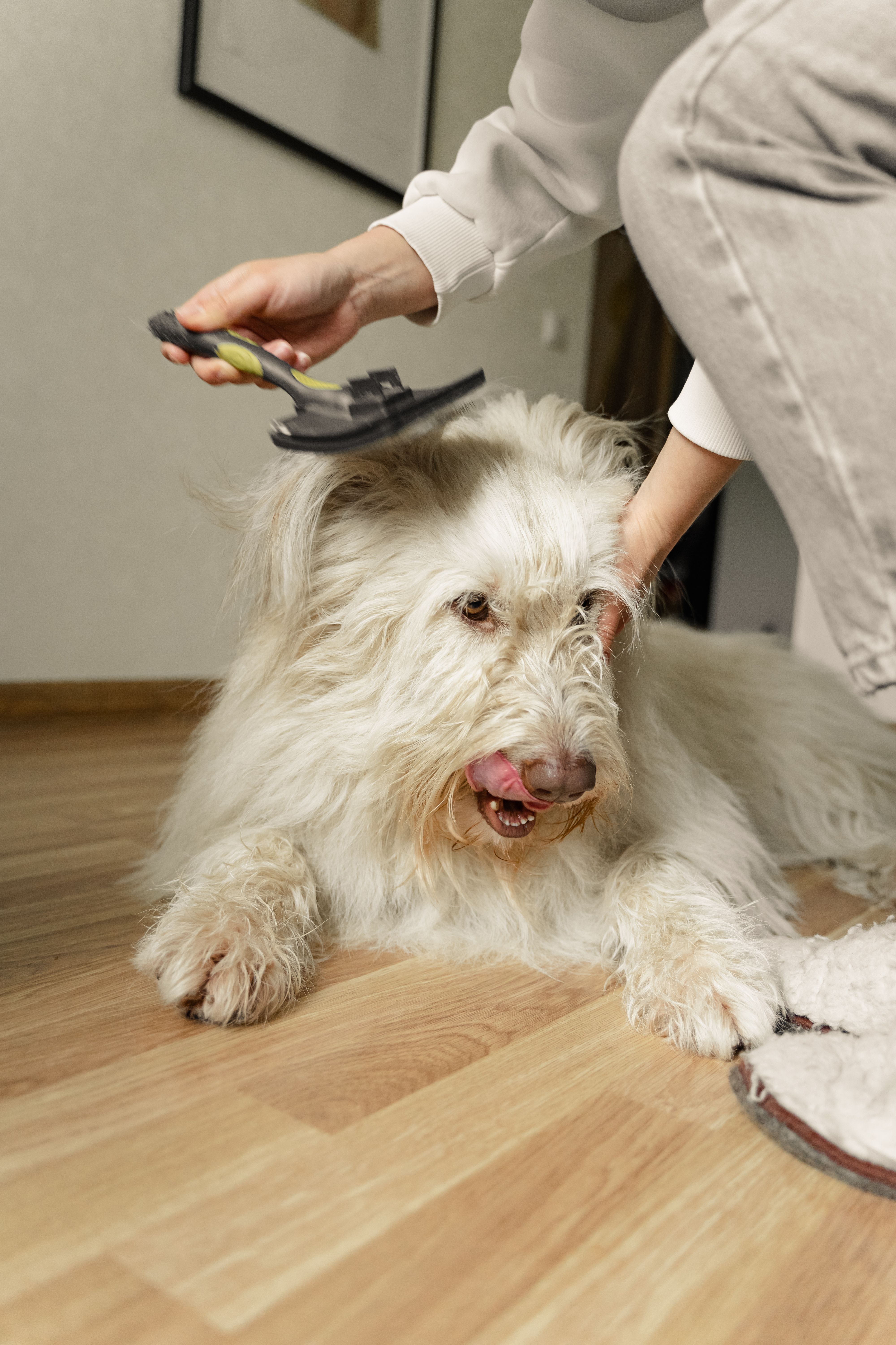 A fluffy white dog being gently groomed on a warm wooden floor — the calm home-style atmosphere of Top Dog Pet Grooming Salon